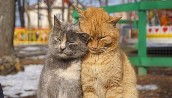 кошки любовь