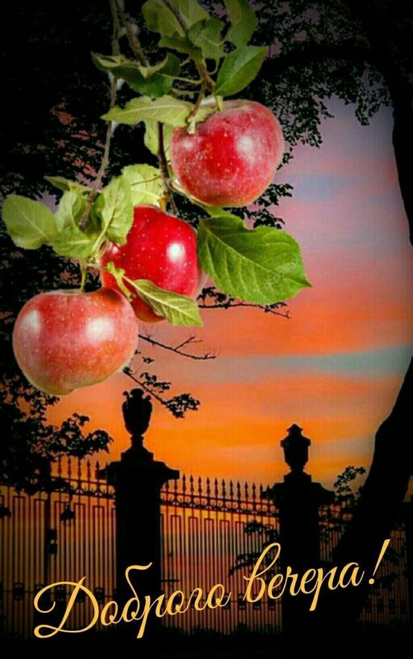 сорта яблок