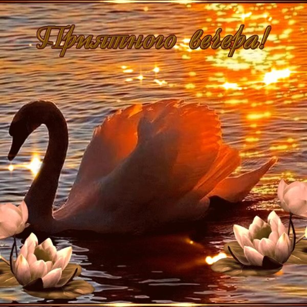 добрый вечер лебедь