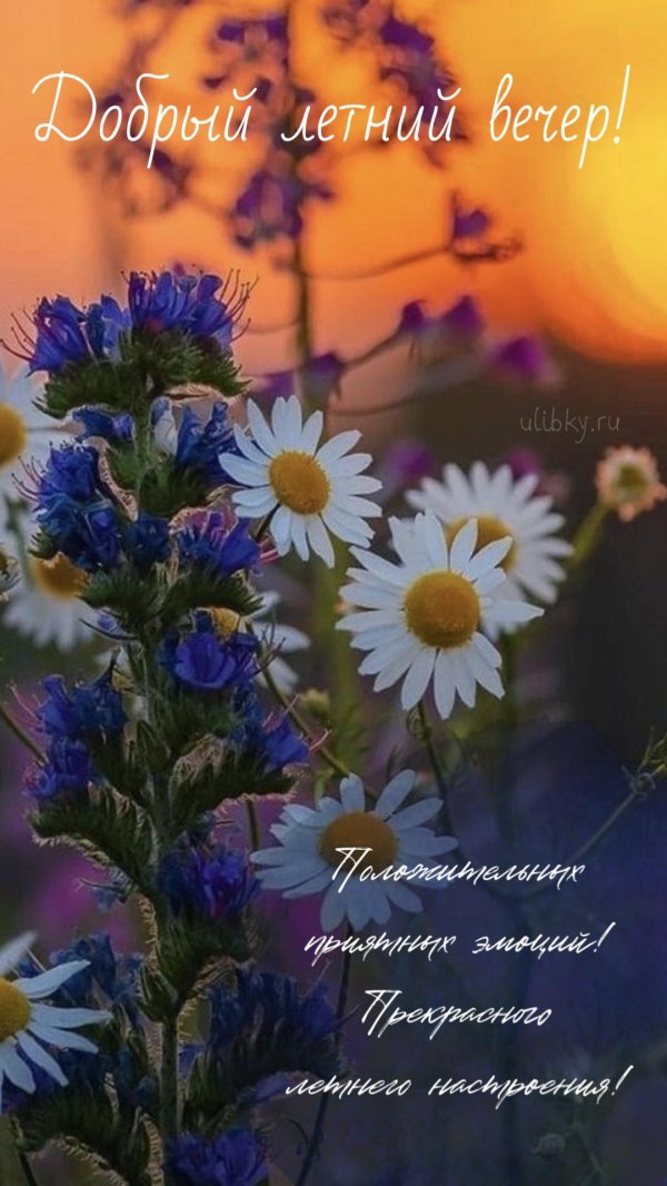 ромашки и васильки