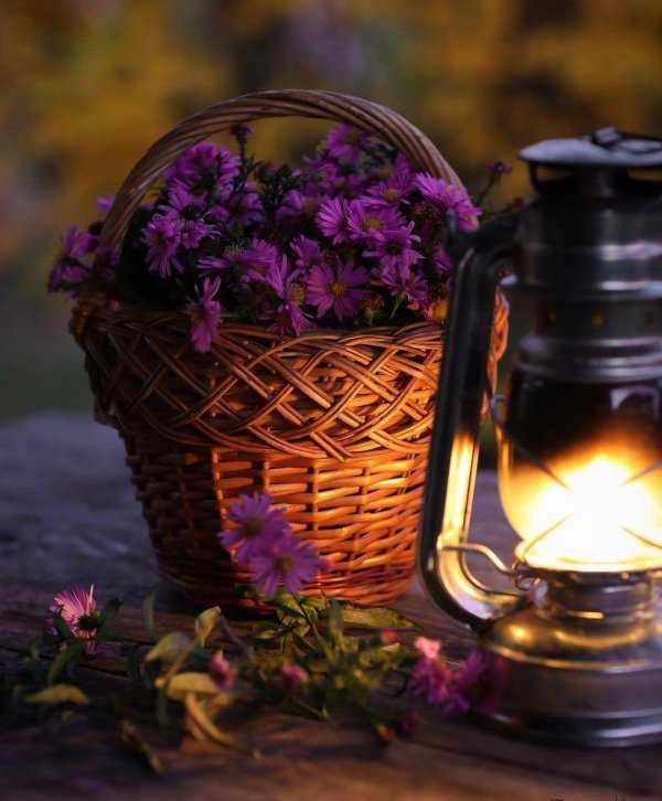 вечер цветы