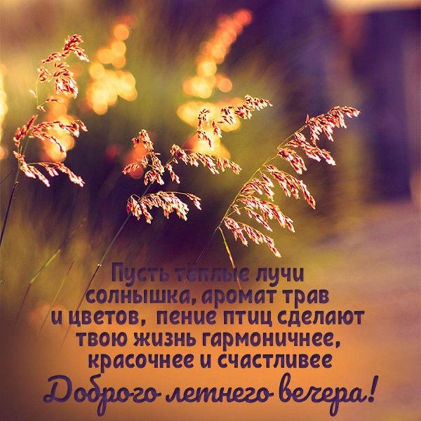 трава на закате