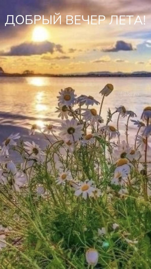 море цветы рассвет