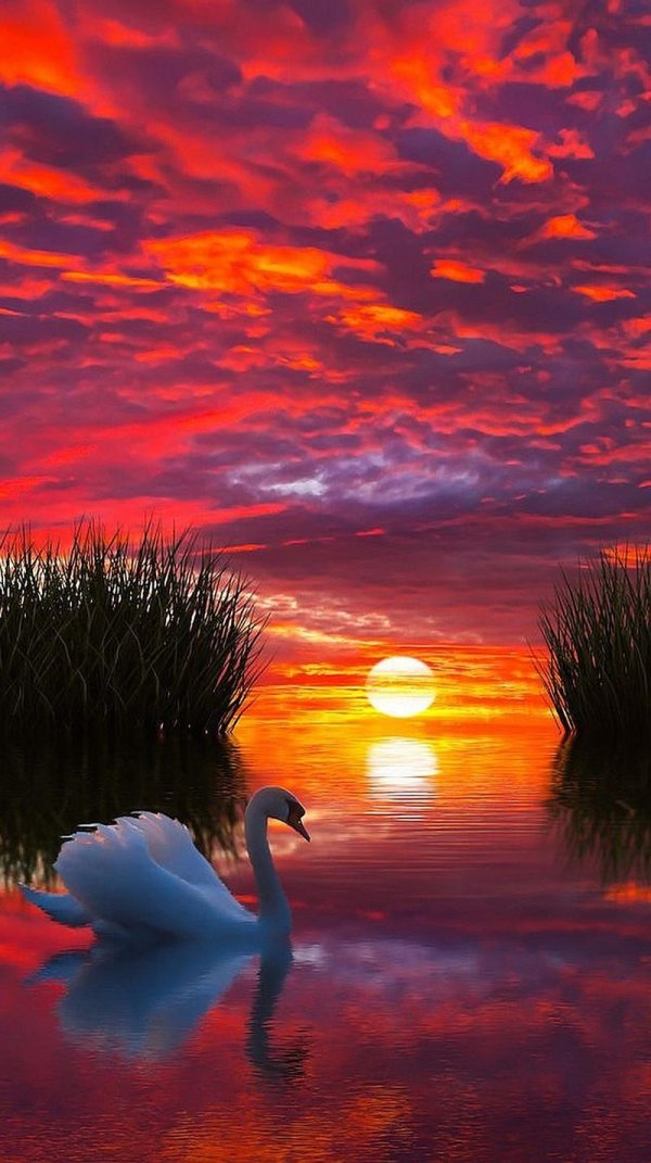 лебеди на закате