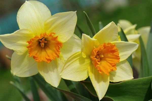 нарцисс лавдей