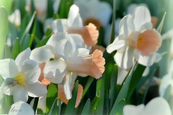 нарциссы голландия