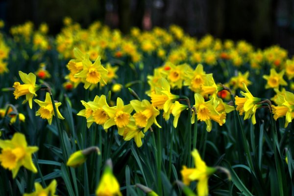 yellow daffodils