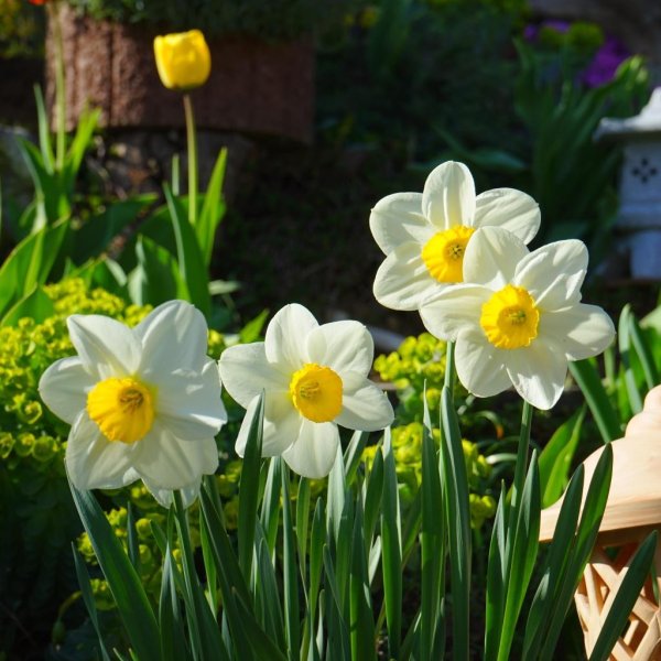 нарциссы в саду