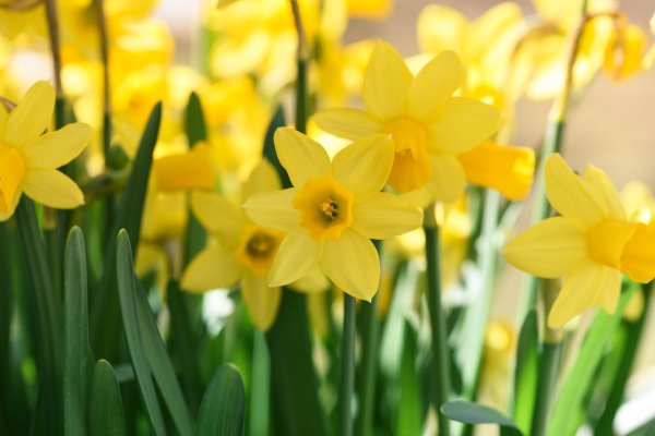 daffodil bulbs