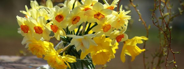 нарцисс фортиссимо