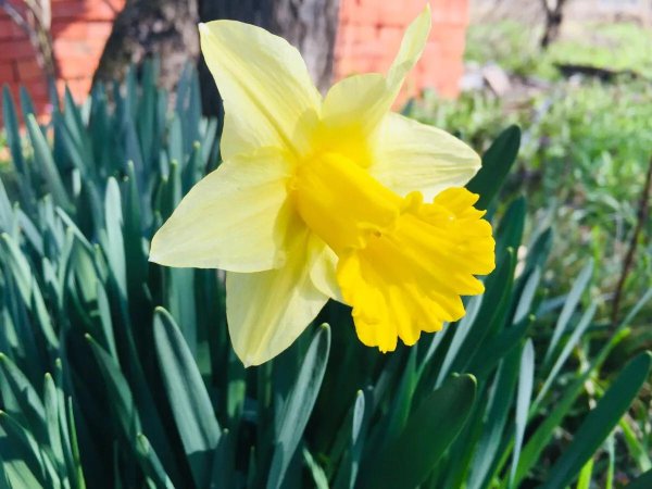 narcissus pseudonarcissus
