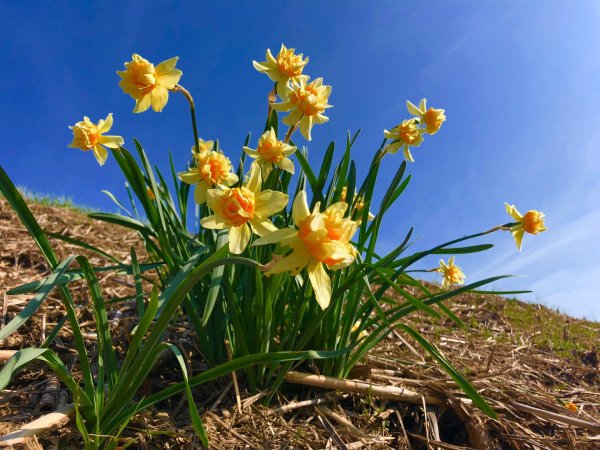 Нарциссы