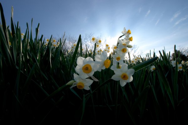 поле нарциссов