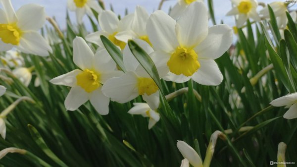 нарцисс артик беллз