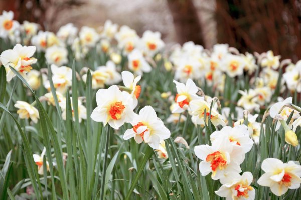 нарцисс гибридный