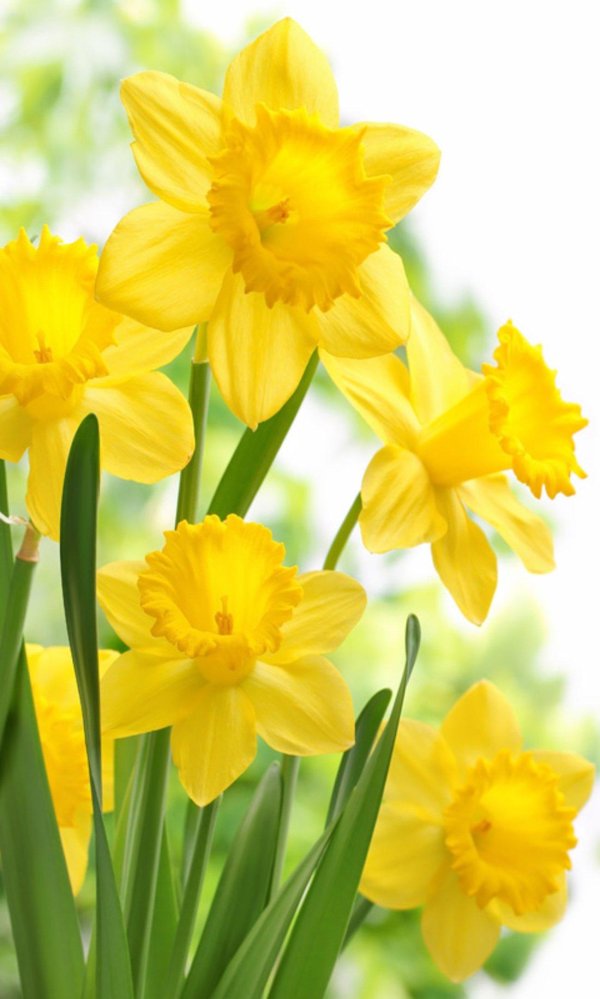 желтые цветы весенние