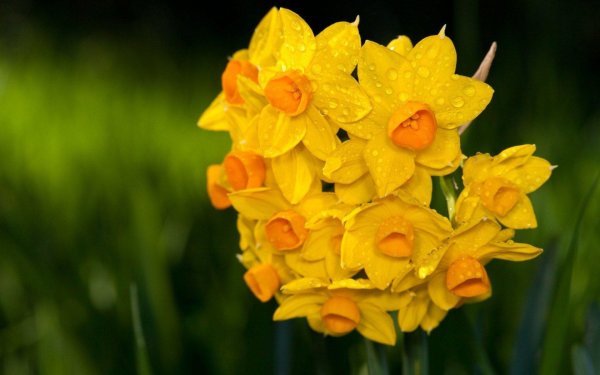 нарцисс martinette