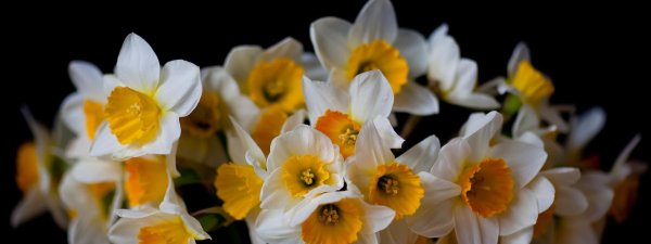 белые нарциссы