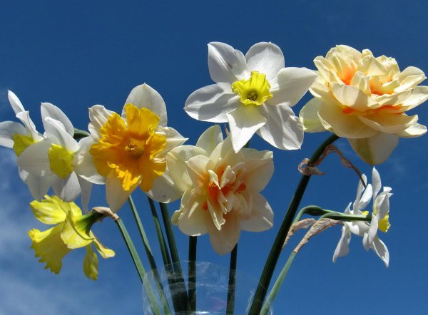 белые нарциссы