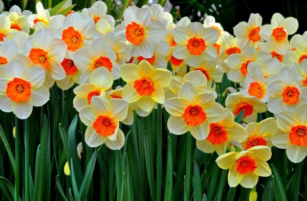 нарцисс жонкилля