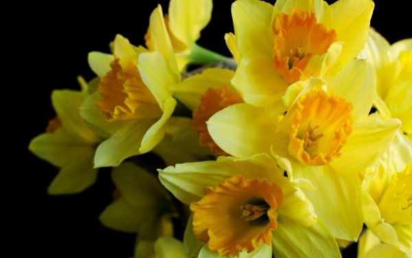 букет из желтых нарциссов