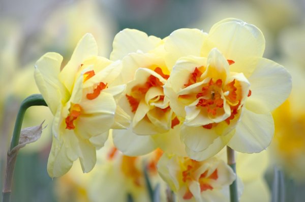 нарцисс вирджиния санрайз