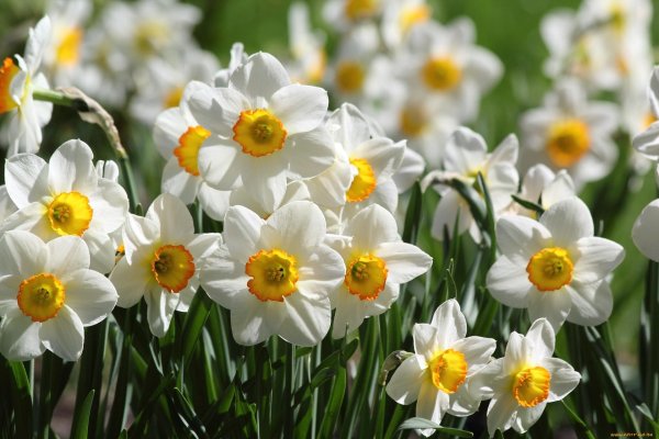 нарцисс флауэр рекорд