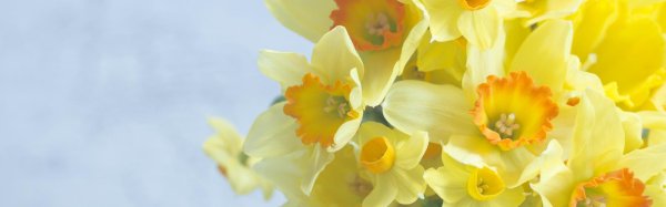 жёлтые весенние цветы