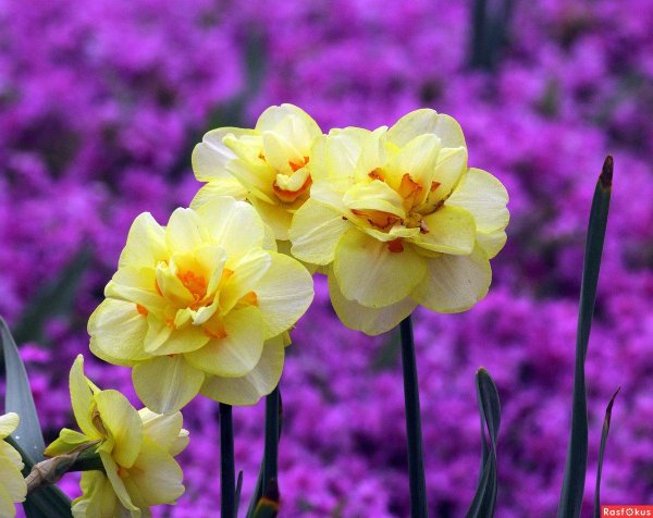 махровые нарциссы