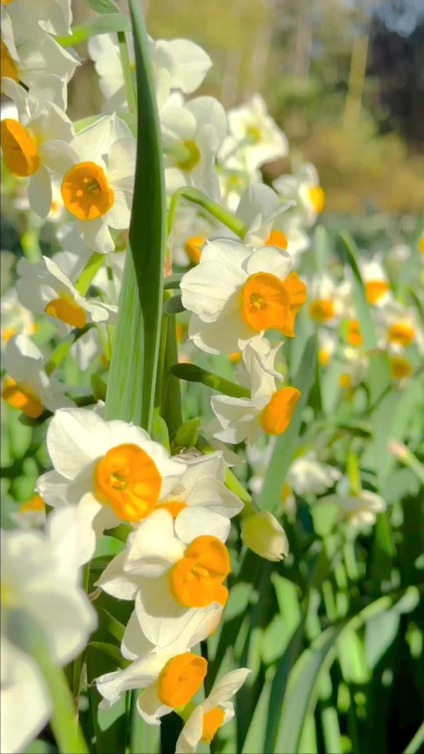 нарцисс гераниум