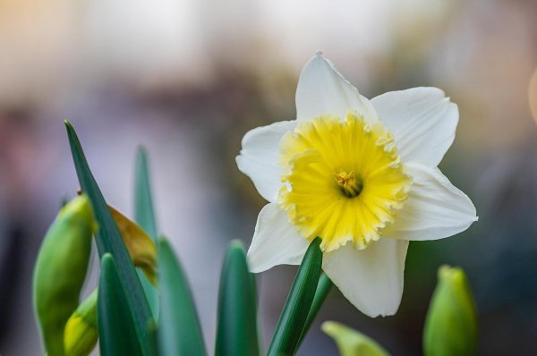 narcissus pseudonarcissus