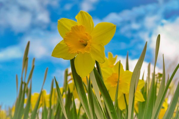 жёлтые весенние цветы