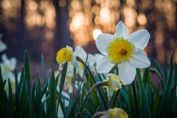 нарцисс обыкновенный