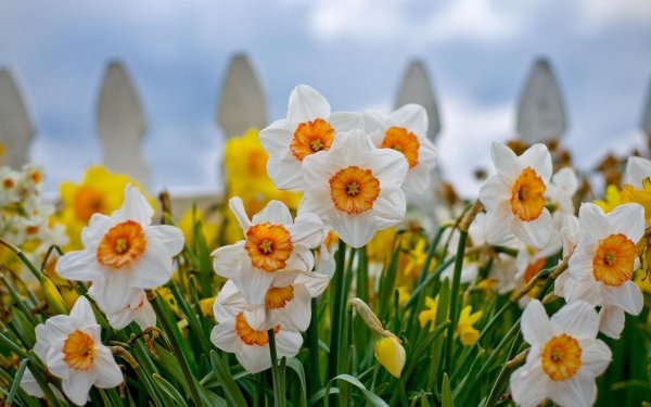 белые нарциссы