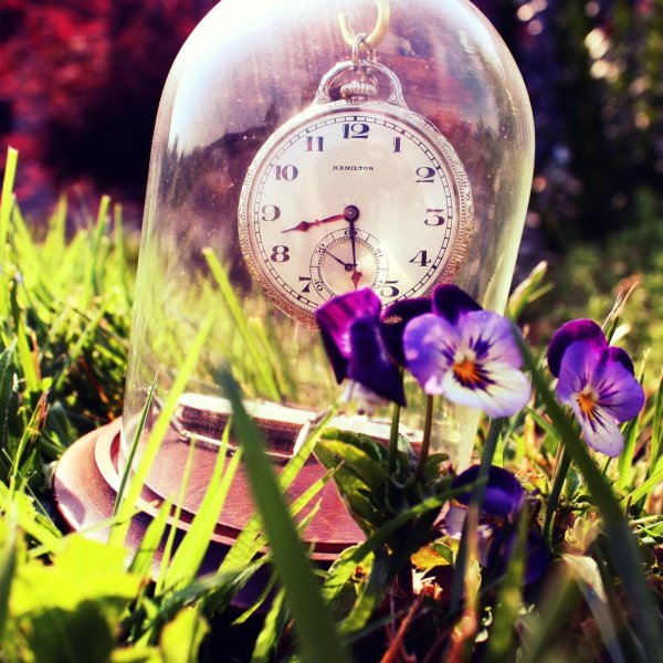 анютины глазки