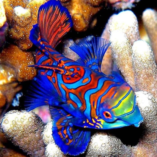 мандаринка китайский окунь