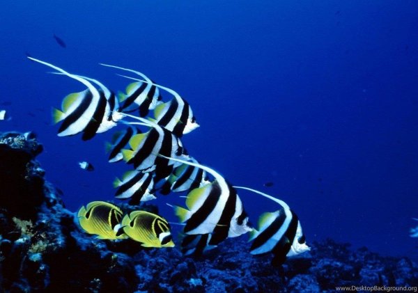 бабочка вымпельная белоперая