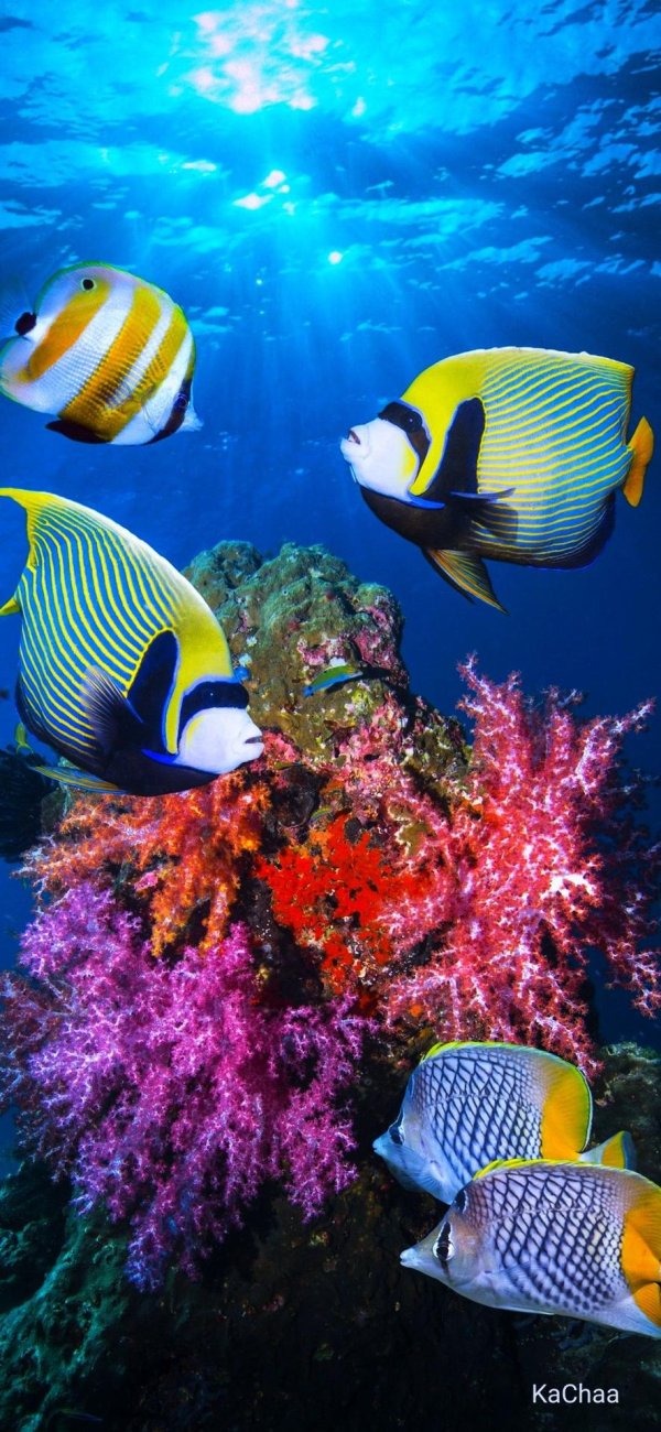 рыбы кораллового рифа