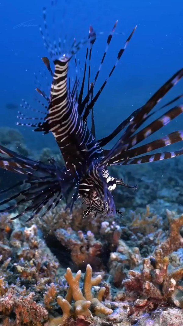 крылатка зебра