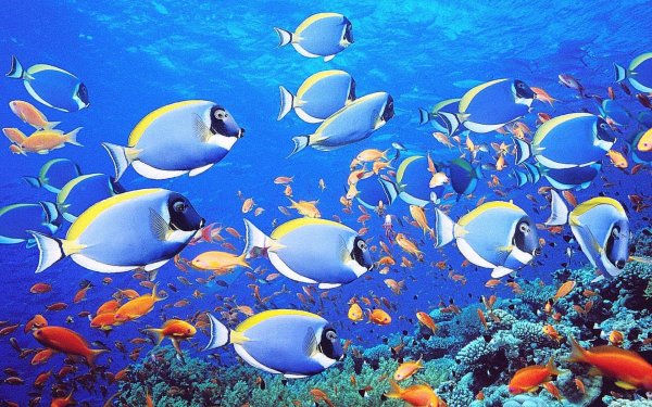 океан рыбы