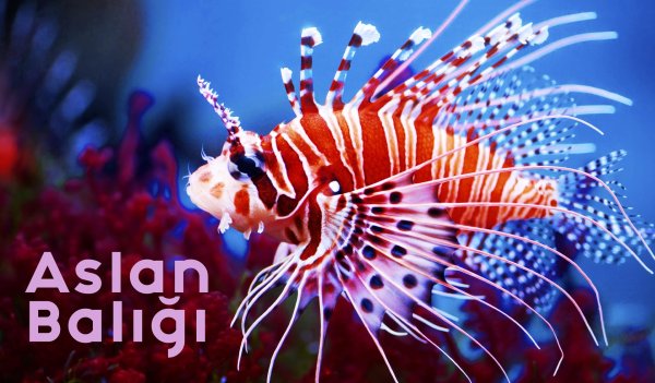 рыба крылатка