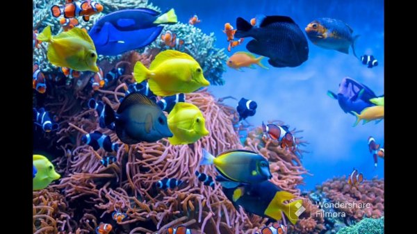 тропическая рыбка