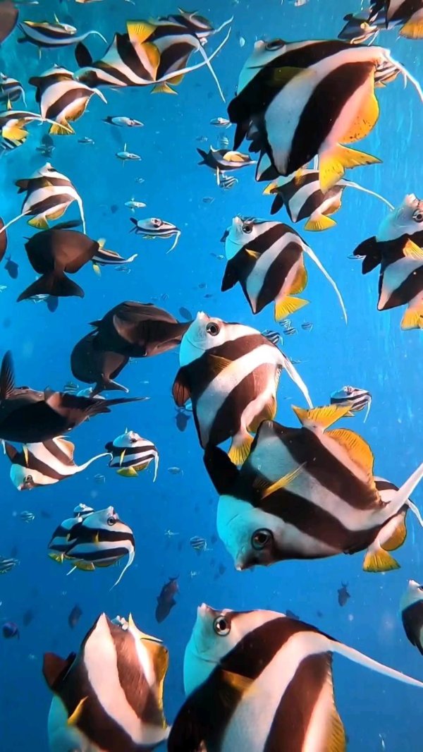 подводные рыбы