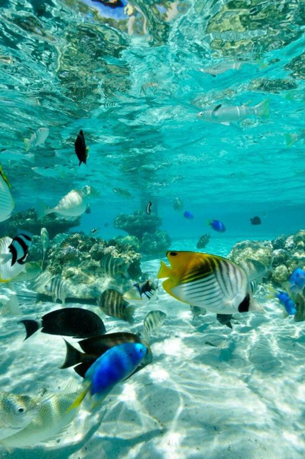 море с рыбками