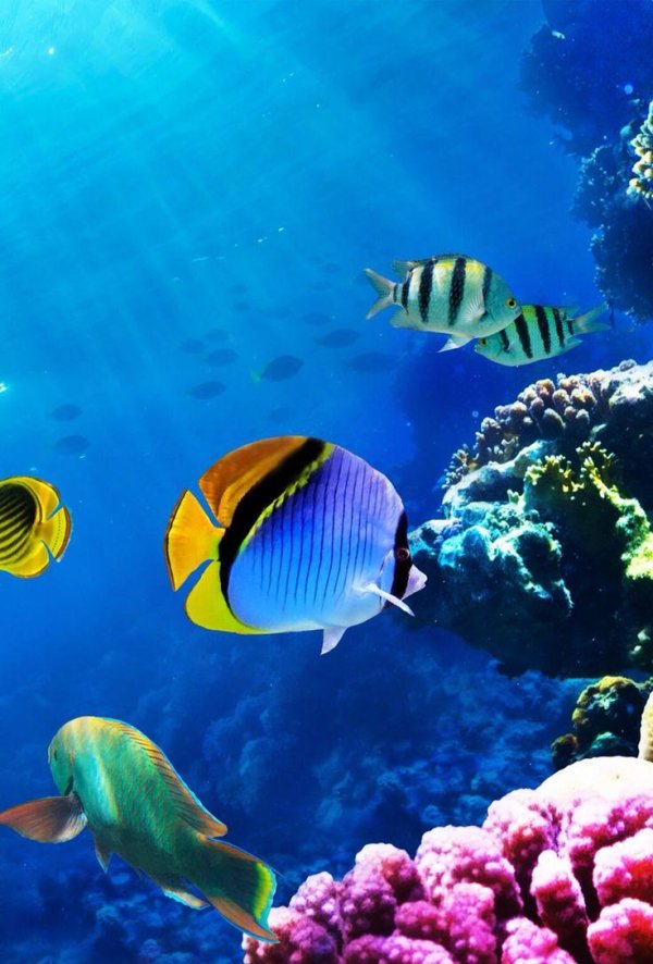 тропическая рыбка