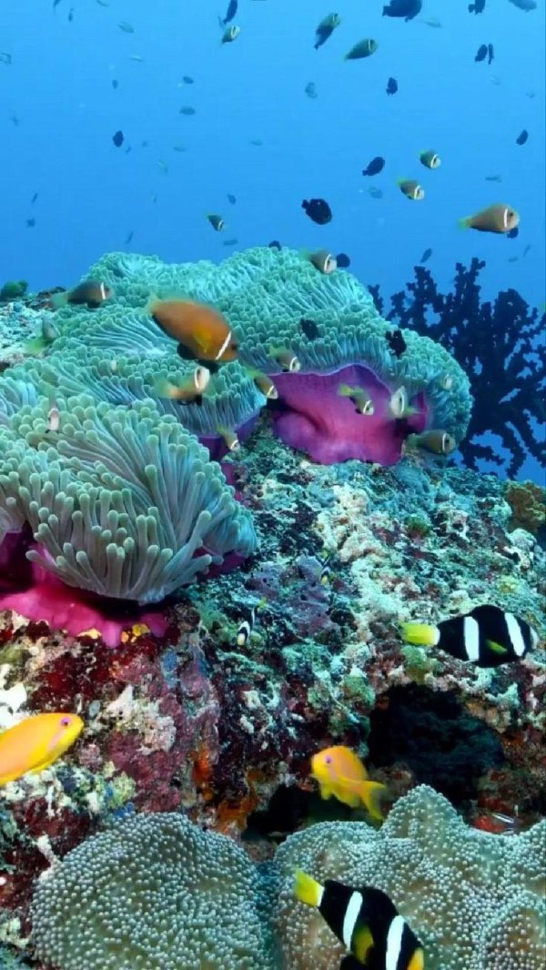 коралловые рифы