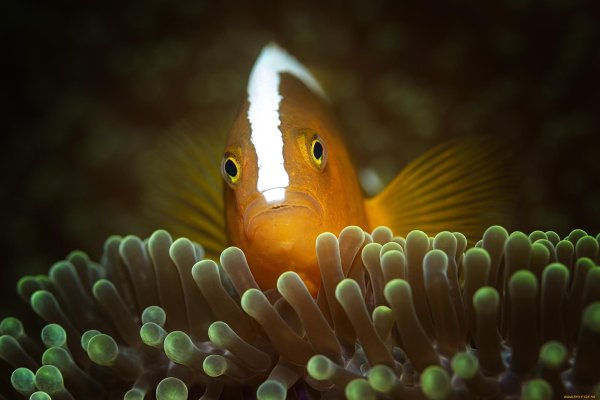 amphiprion sandaracinos