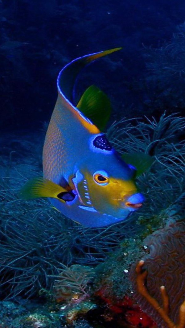 holacanthus ciliaris