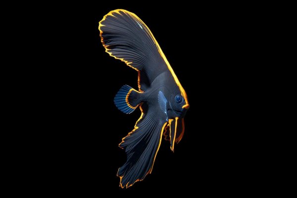 платакс нетопырь