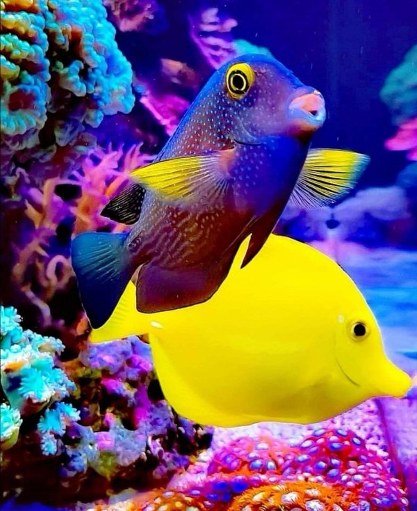 яркие аквариумные рыбки